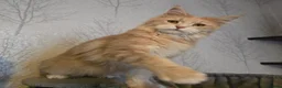 Maine Coon cats for sale: Active Cream Tabby Maine Coon Female - Advert 6