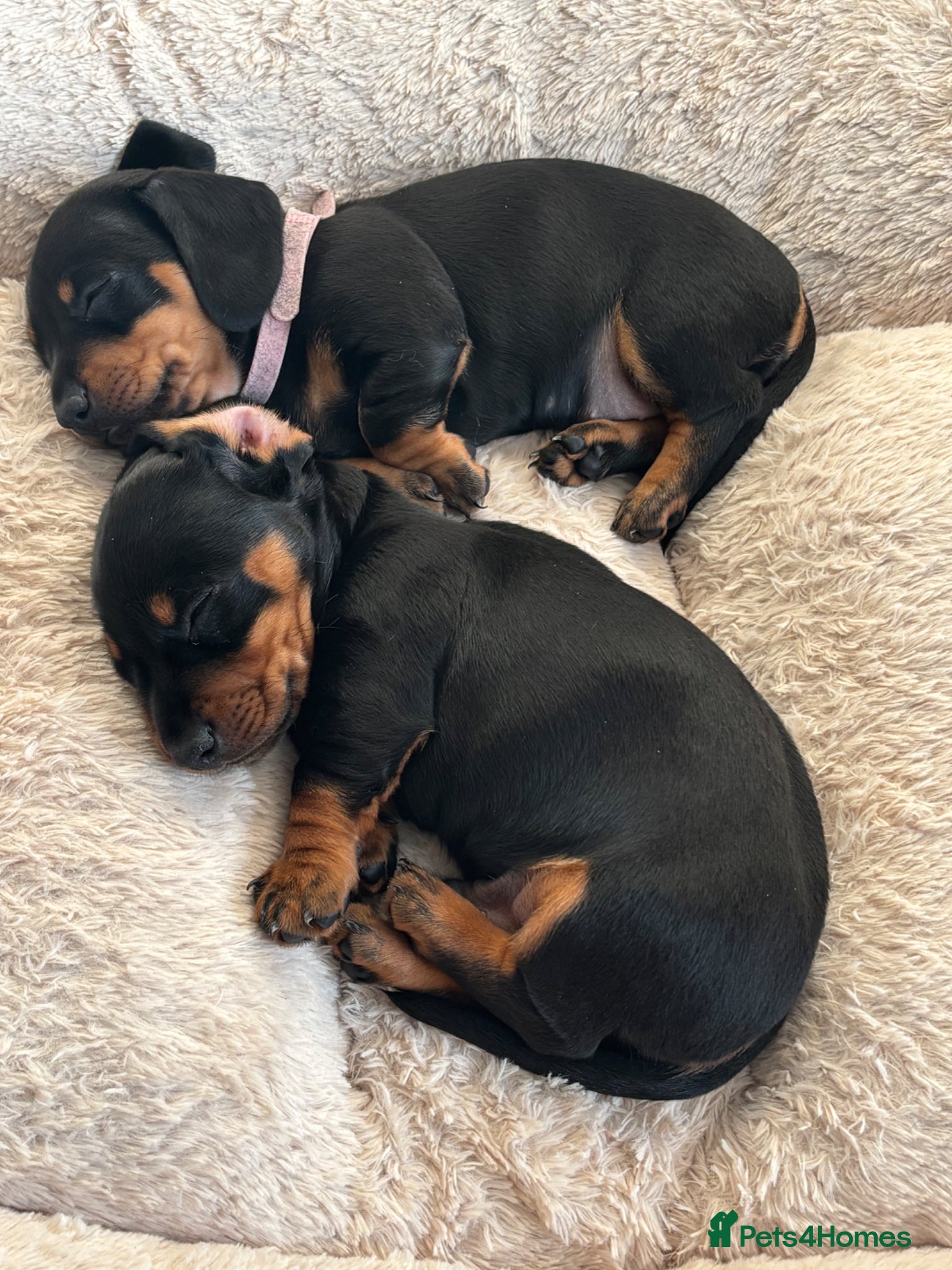 Dachshund dogs Dachshunds Thelma, Tommy and Tink  - Advert 1