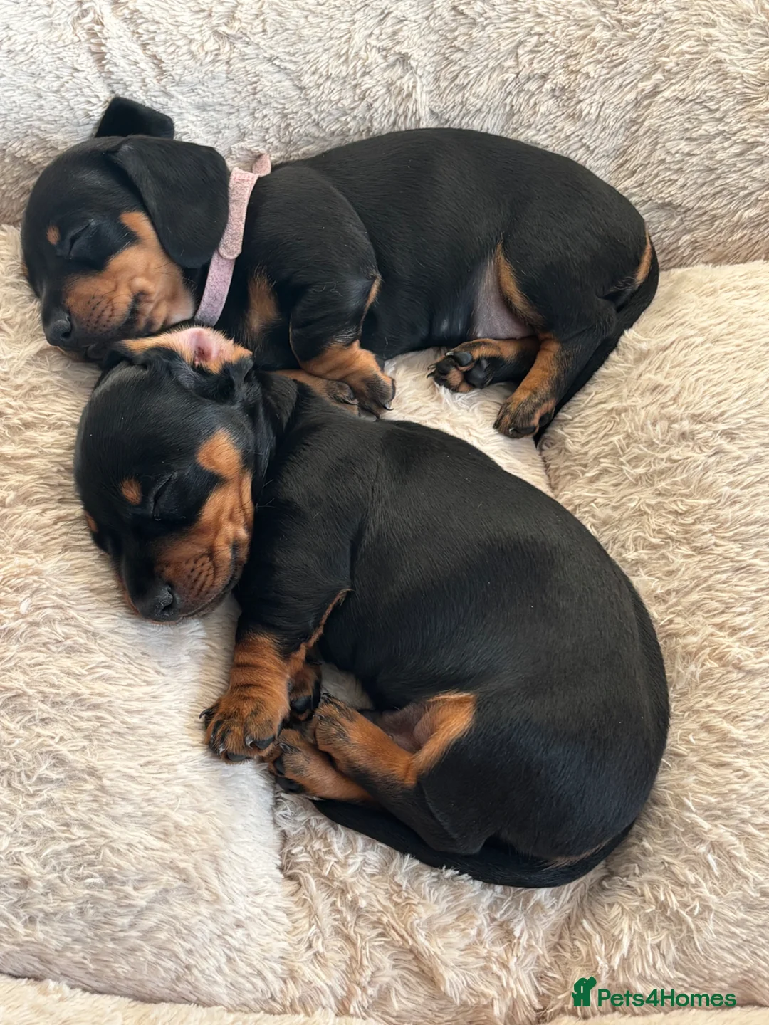 Dachshund dogs for sale: Dachshunds Thelma, Tommy and Tink  - Advert 1
