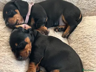 Dachshund dogs Dachshunds Thelma, Tommy and Tink - Advert 15
