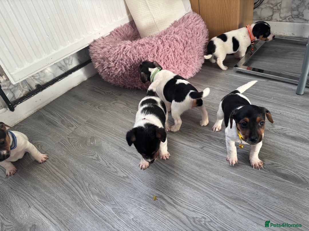 Jack Russell dogs for sale: 5 traditional Jack Russell puppys  - Advert 4