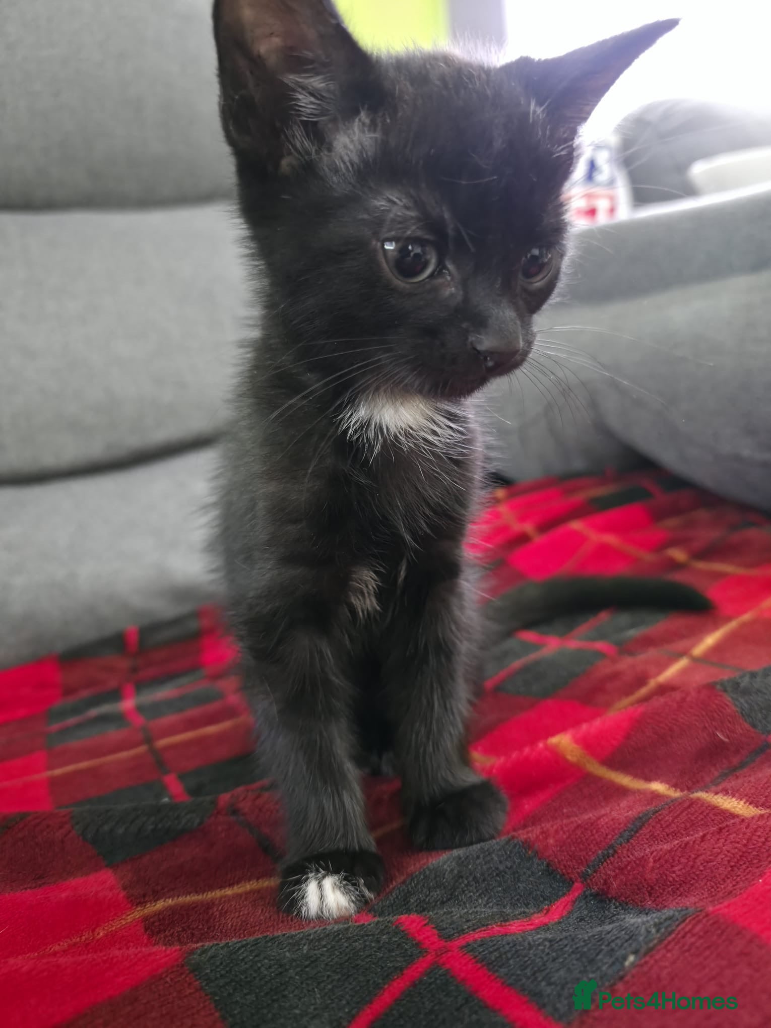 Mixed Breed cats Mix bread litter - Advert 4