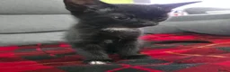 Mixed Breed cats for sale: Mix bread litter in Norwich - Advert 1
