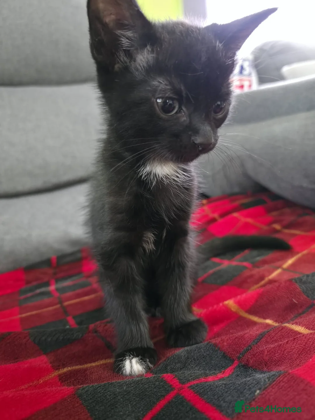 Mixed Breed cats for sale: Mix bread litter in Norwich - Advert 1