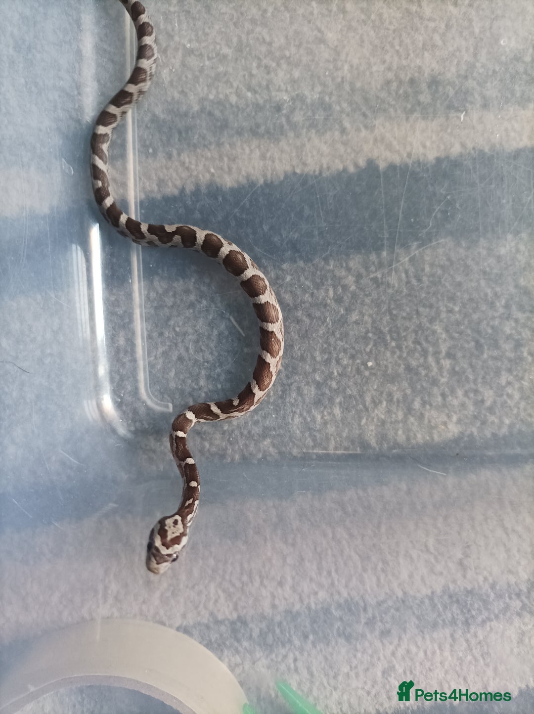 Corn Snake reptiles for sale: Corn snake  - Image 2