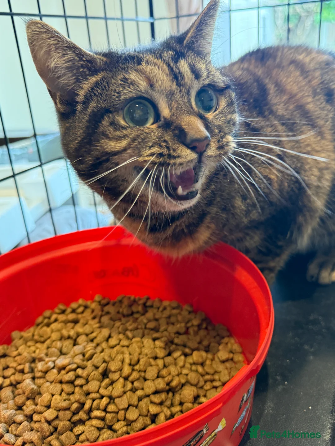 Mixed Breed cats for sale: [Indoors Only] Ivy sweetheart - Advert 3