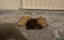 Cockapoo dogs for sale: Stunning F1 Cockapoos from H/Tested KC Parents!! - Image 13