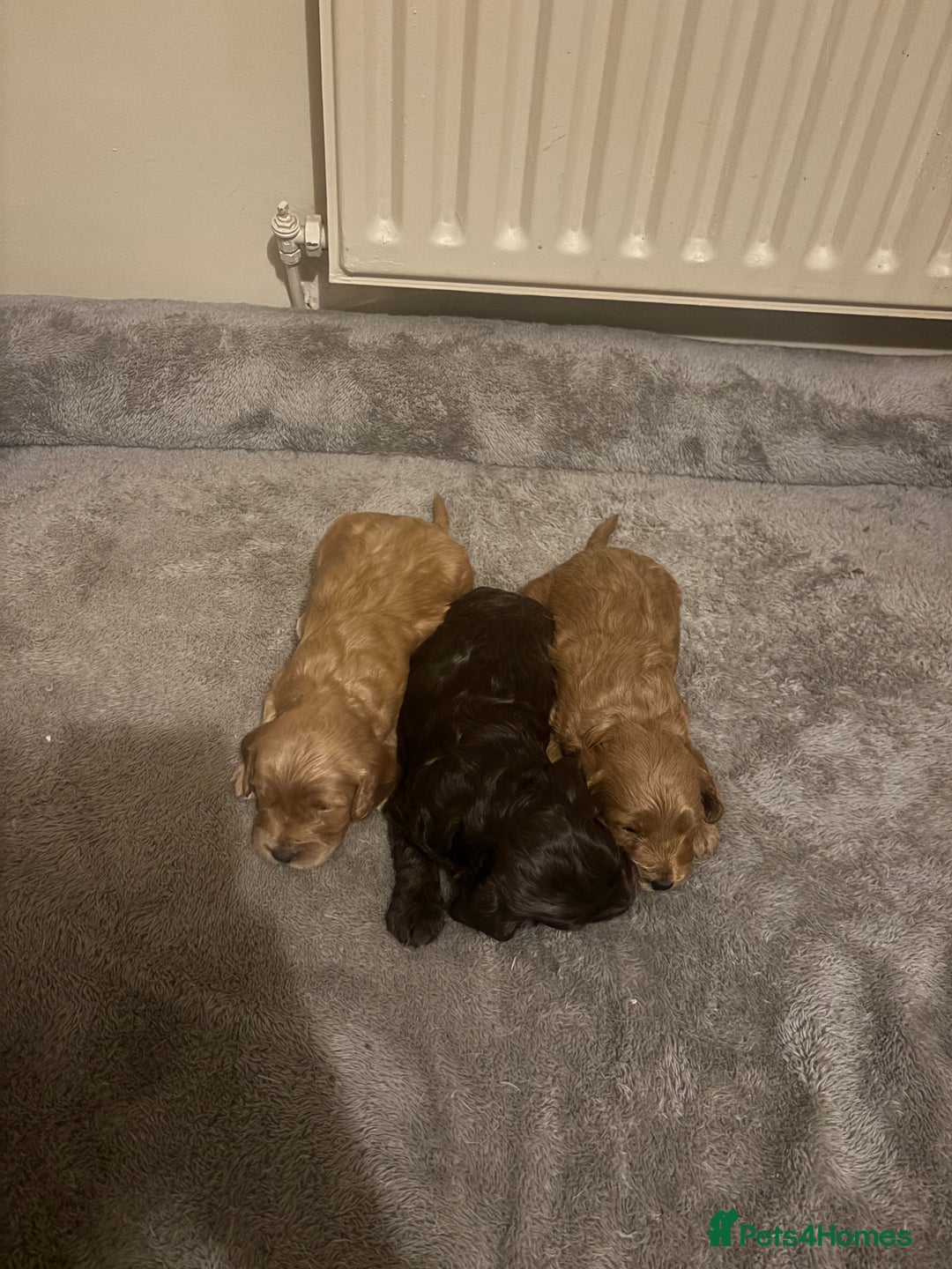 Cockapoo dogs for sale: Stunning F1 Cockapoos from H/Tested KC Parents!! - Image 13