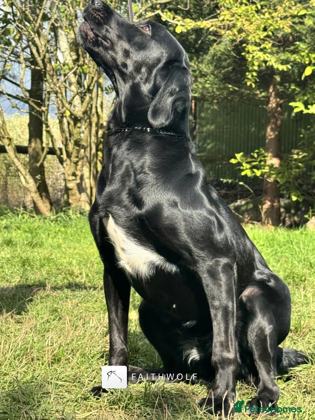 Springador dogs for sale: Tikka - FUlly Trained Pet Springador - Advert 1