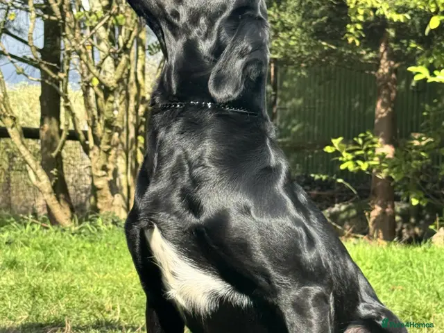Springador dogs for sale: Tikka - FUlly Trained Pet Springador - Advert 1