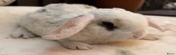 Mini Lop rabbits for sale: Mini Plush Lops  - Advert 4