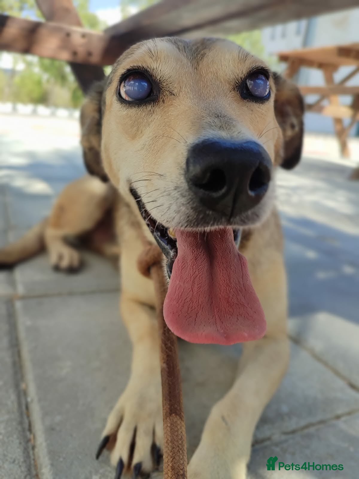 Mixed Breed dogs Sunny - Advert 2