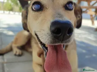 Mixed Breed dogs Sunny - Advert 2