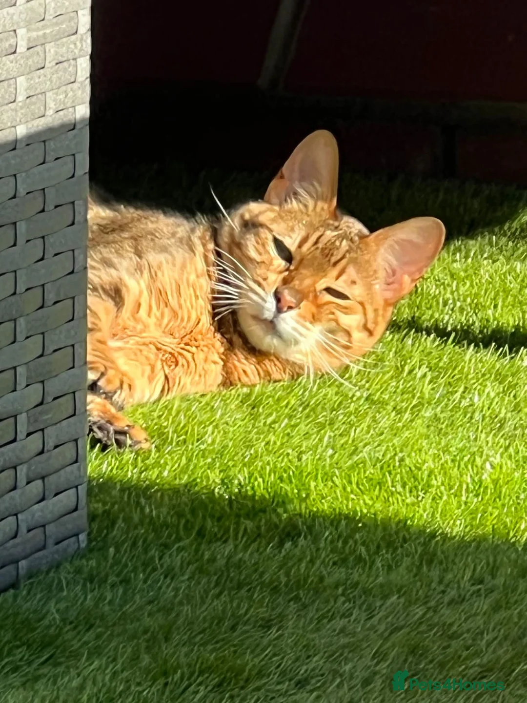 Bengal cats for sale: Beautiful Maya is looking for a new home  - Advert 9