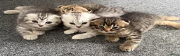 Scottish Fold cats for sale: Scottish Fold kittens  - Advert 2