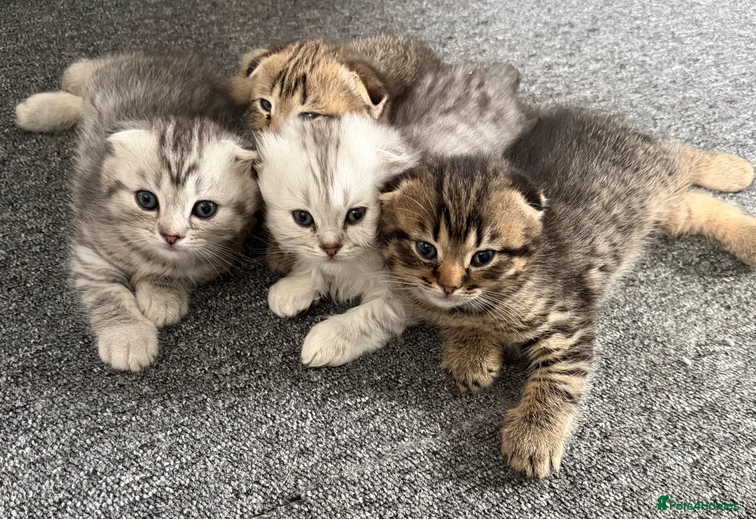Scottish Fold cats for sale: Scottish Fold kittens  - Advert 2