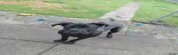 Cane Corso dogs for sale: Male cane Corso - Advert 3