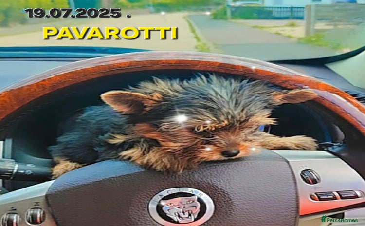Yorkshire Terrier dogs - Advert 6