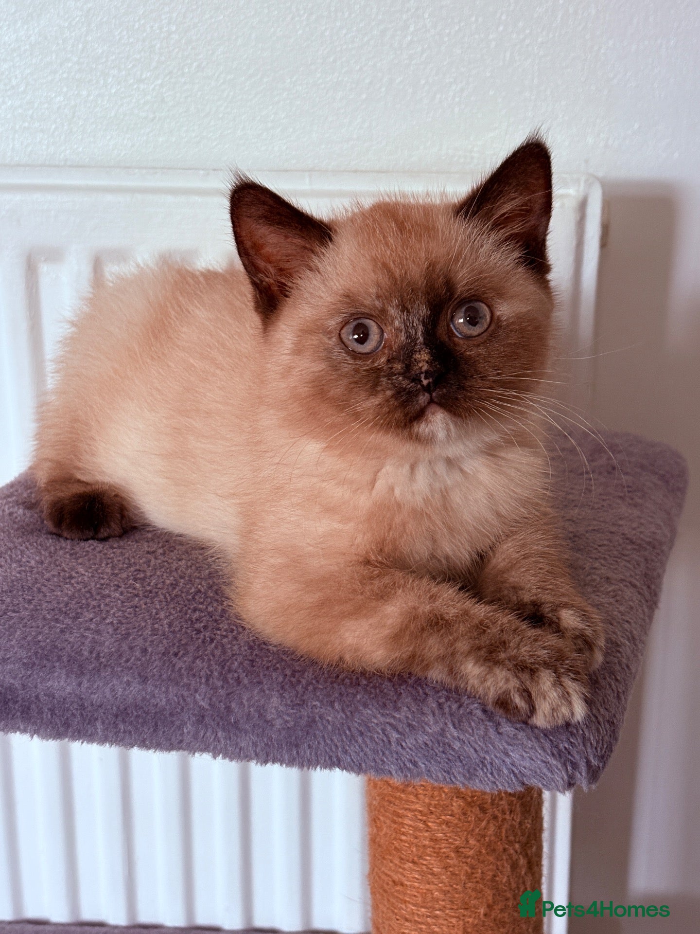 British Shorthair cats 🌟GCCF BSH Kittens Beautiful Variety of Colours 🌟 - Advert 1