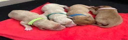 Labrador Retriever dogs for sale: Totally adorable, healthy and great line puppies - Advert 16