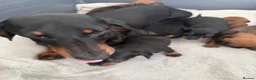 Dachshund dogs for sale: Dachshund puppies  - Advert 7