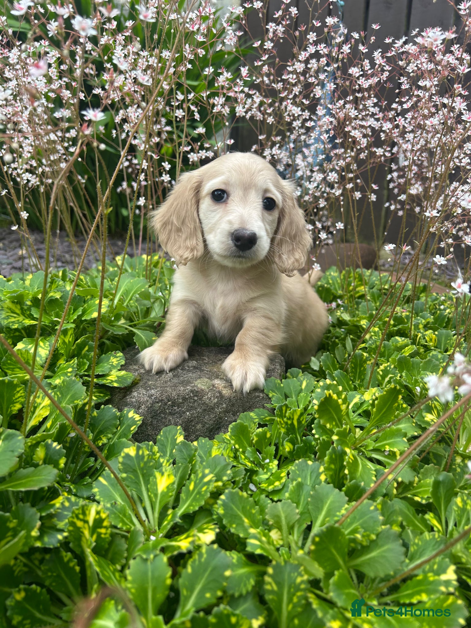 Miniature Dachshund dogs Miniature Cream Long Hair Dachshund Girls  - Advert 14
