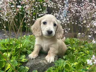 Miniature Dachshund dogs Miniature Cream Long Hair Dachshund Girls - Advert 14