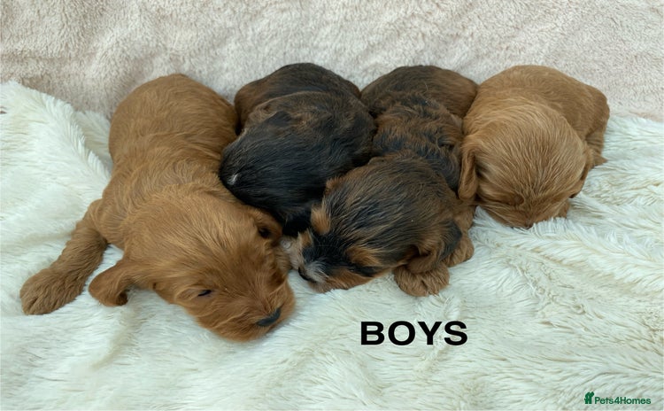 Cockapoo dogs - Advert 10