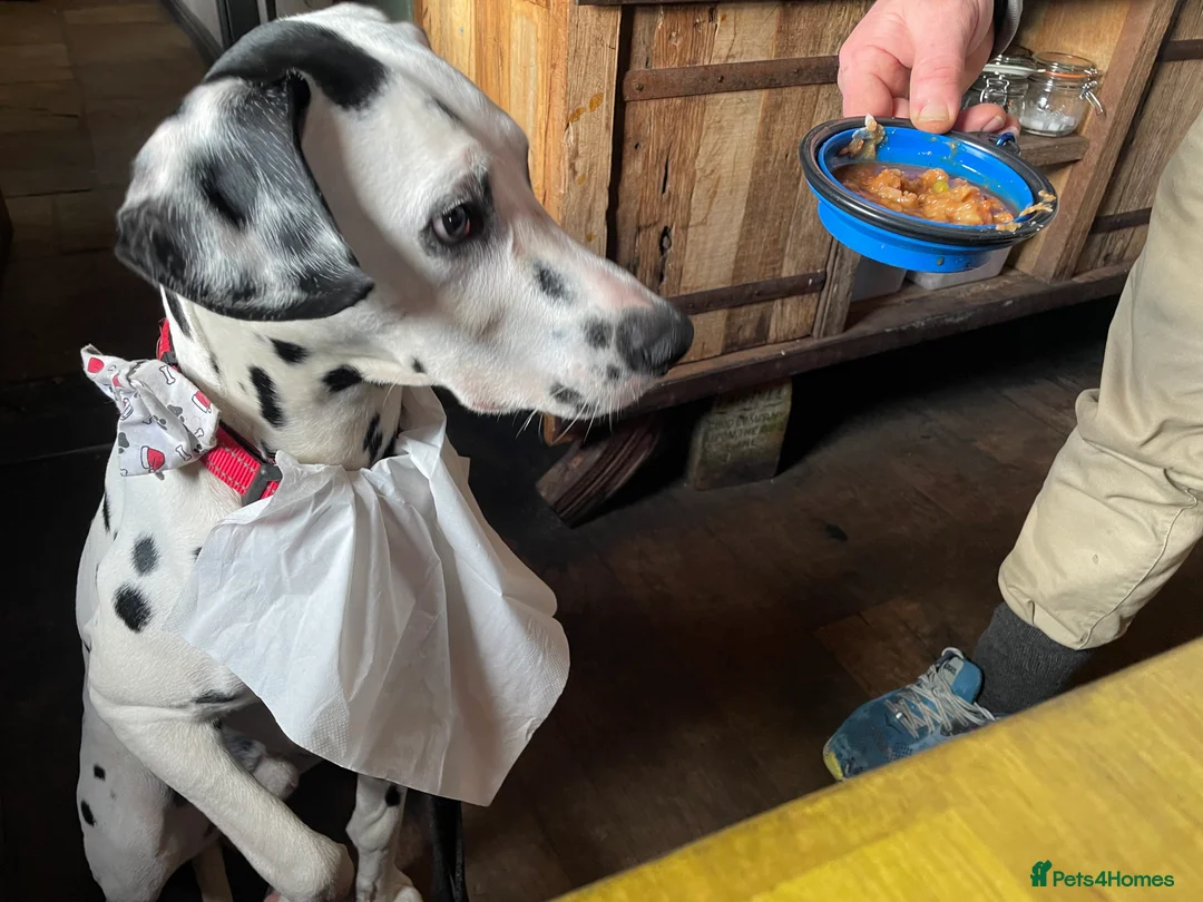 Dalmatian dogs for stud: For stud - KC Register handsome boy Pedigree   - Advert 2