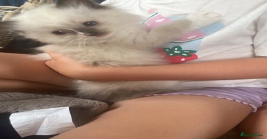 Ragdoll cats - Advert 1