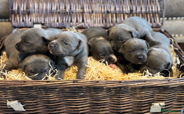 Staffordshire Bull Terrier dogs - Advert 5