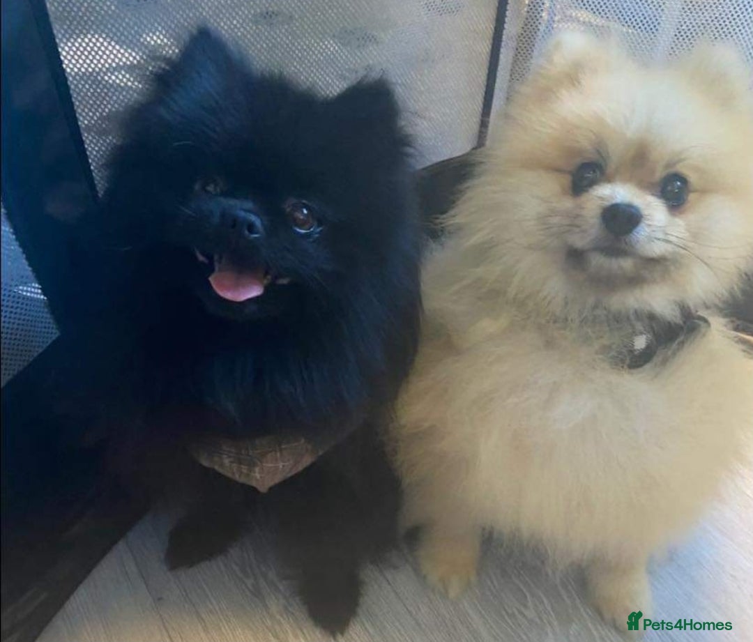 Pomeranian dogs for stud: Beautiful black teddy face KC pom stud - Image 6