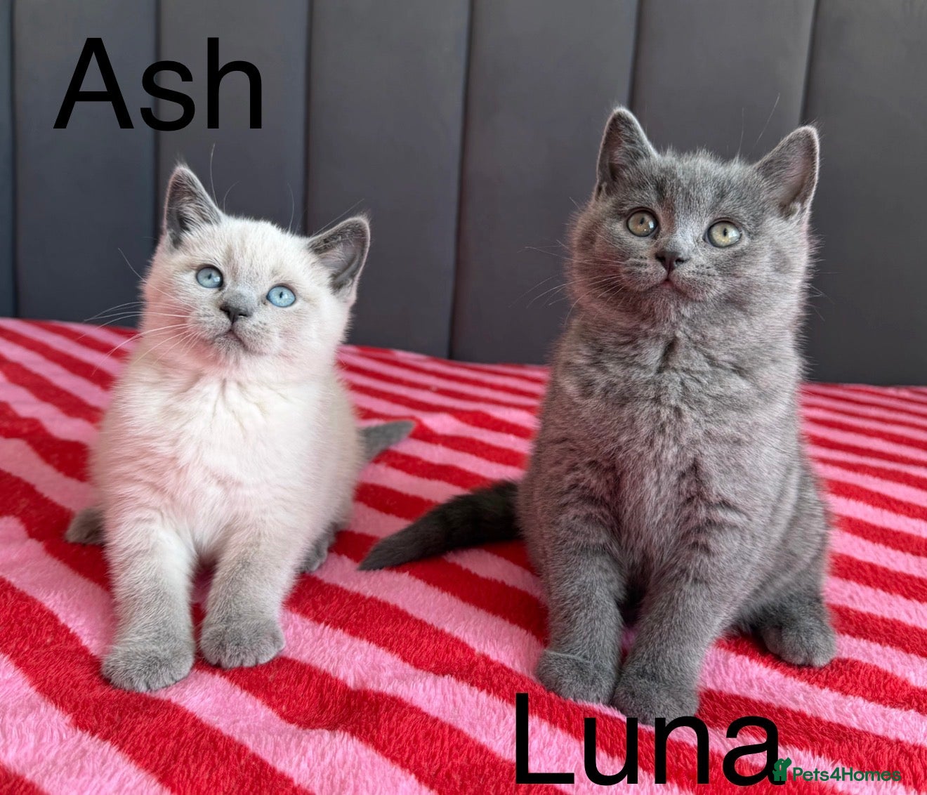 British Shorthair cats Two gorgeous BSH little ladies available now.  - Advert 13