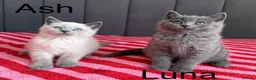 British Shorthair cats for sale: Two gorgeous BSH little ladies available now.  - Advert 1
