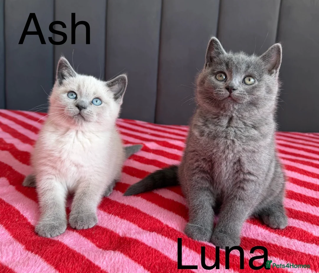 British Shorthair cats for sale: Two gorgeous BSH little ladies available now.  - Advert 1