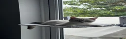 Scottish Fold cats for sale: Beautiful Scottish Straight Kitten - Advert 4