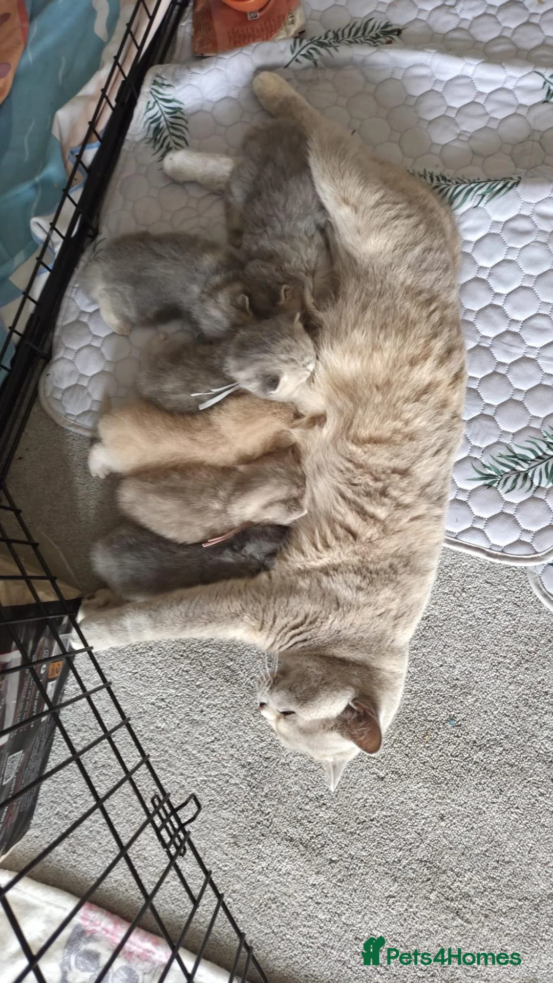 British Shorthair cats for sale: six beautiful British Shorthair  in Halifax - Advert 39