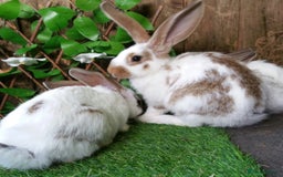 Continental Giant rabbits for sale: Giant Papillon Baby Boys  - Vaccinated - Reserve - Image 16