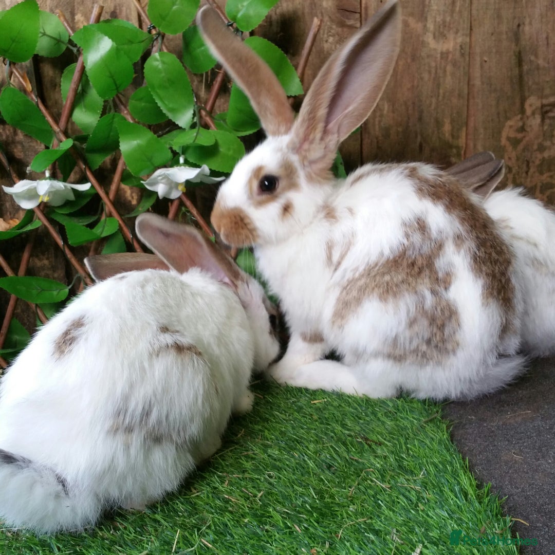 Continental Giant rabbits for sale: Giant Papillon Baby Boys  - Vaccinated - Reserve - Image 16