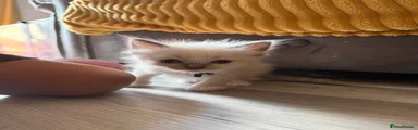 Ragdoll 2