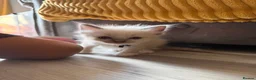 Ragdoll cats for sale: Beautiful kittens  - Advert 3