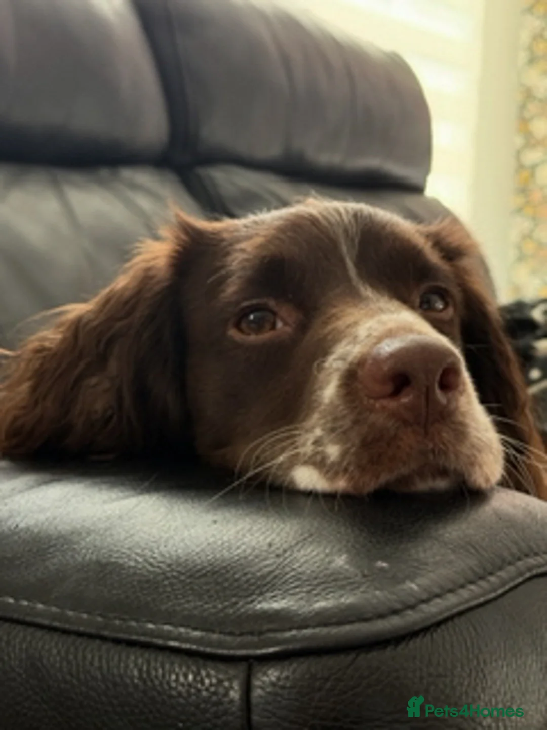 Sprocker dogs for sale: Loving Home Needed for Active Male 2yo Sprocker - Advert 5
