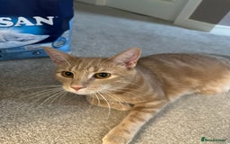 Domestic Shorthair cats for sale: Domestic Short Hair Kitten - Image 4
