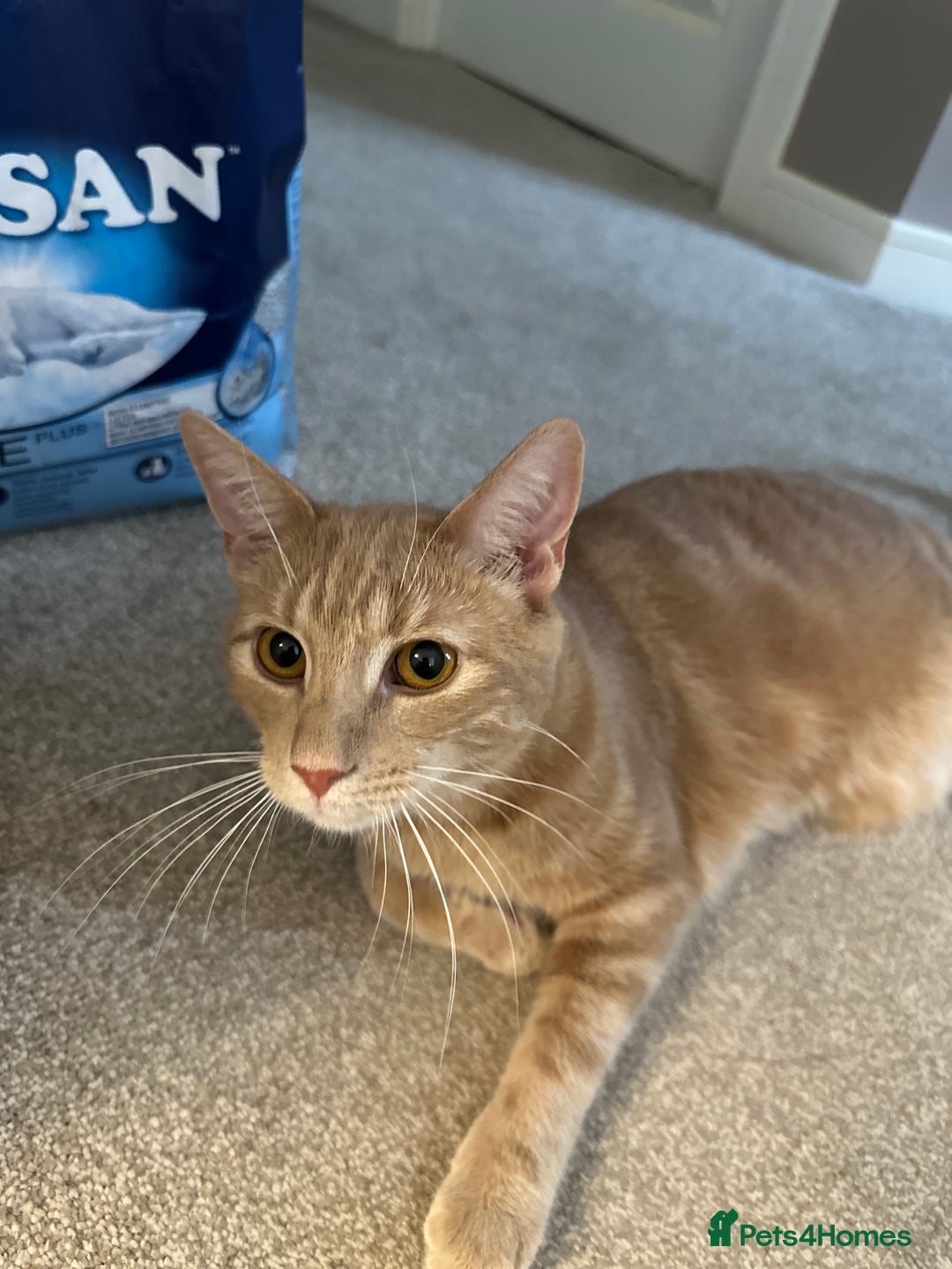 Domestic Shorthair cats for sale: Domestic Short Hair Kitten - Image 4