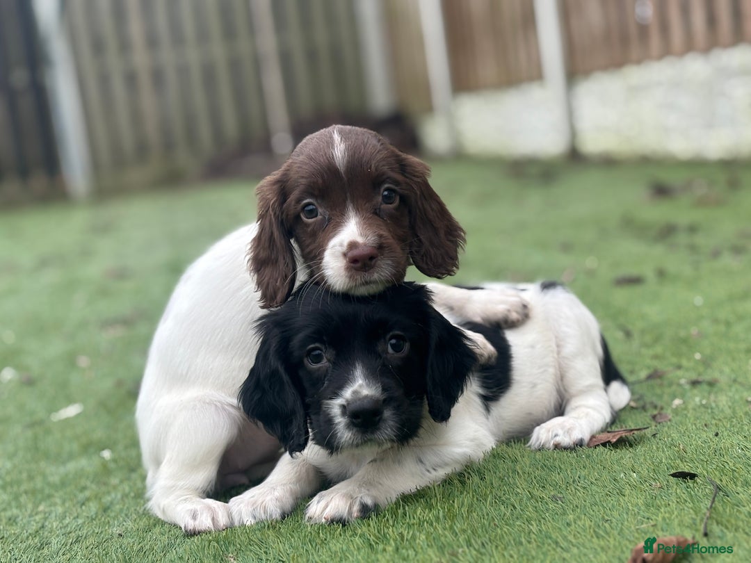 English Springer Spaniel dogs for sale: Working lines KC springer spaniels  - Advert 4