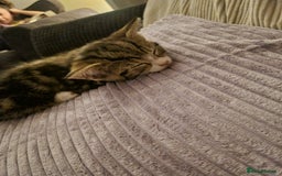 Mixed Breed cats for sale: Last girl kitten available immediately - Image 3