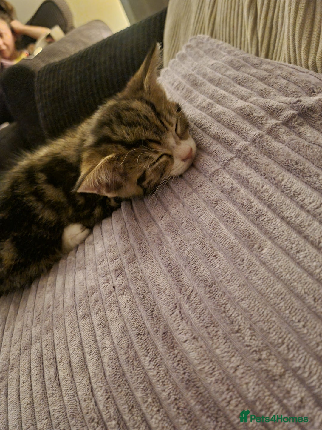 Mixed Breed cats for sale: Last girl kitten available immediately - Image 3