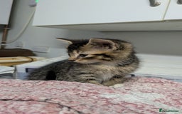 British Shorthair cats for sale: BEAUTIFUL TABBY KITTENS FOR SALE  - Advert 21