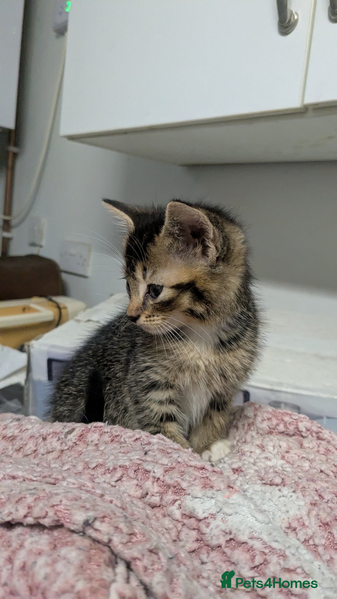 British Shorthair cats for sale: BEAUTIFUL TABBY KITTENS FOR SALE  - Advert 21