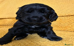 Cocker Spaniel dogs for sale: Outstanding Show Cocker Spaniels DNA Tested - Image 1